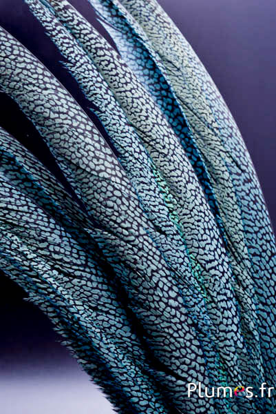 Goudfazant - 60-70 cm - hemelsblauw